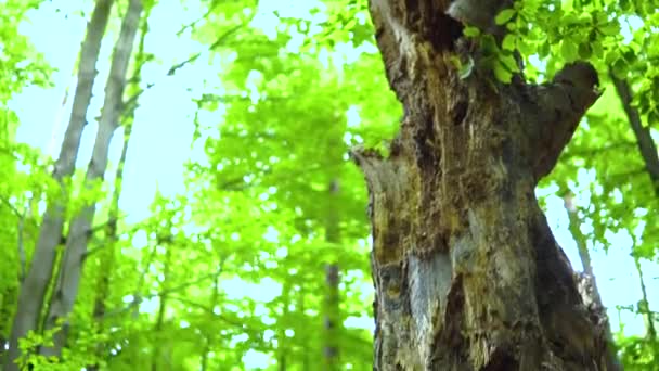 Died Old Oak Tree Trunk Middle Forest Surrounded Foliage Landscape — Stockvideo