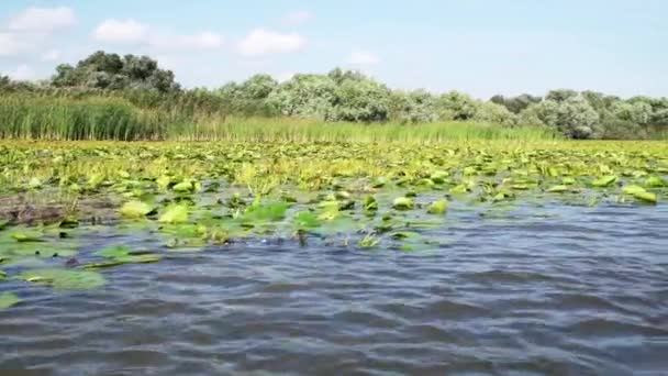 Nymphaea Alba Common Reeds River Delta European White Water Lily — Stockvideo