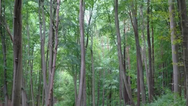 Trail Spring Forest Trees Having Tall Thin Trunks Tilt Shot — Vídeos de Stock