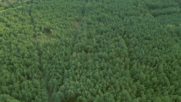 Flying Natural Forest Landscape Dense Green Vegetation Kowalskie Blota North — Αρχείο Βίντεο