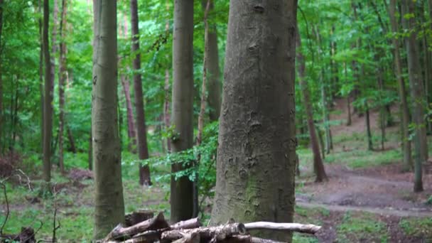 Pile Dried Woods Base Tall Forest Tree Tilt Shot — Αρχείο Βίντεο