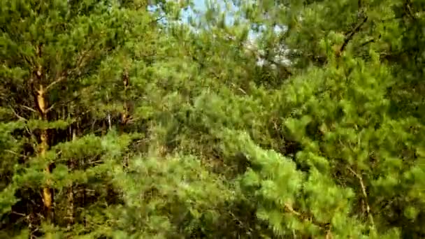 Beautiful Dense Pine Trees Forest Meadow Landscape Cloudy Sky Breeze — Stockvideo