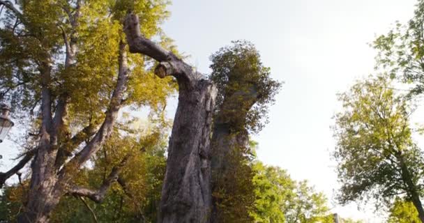 Shot Fromup Old Bruised Tree Standing Next Bridge River Front — Vídeo de Stock
