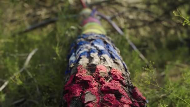 Tilting Trunk Painted Tree Reveal Tree Top Sky — Stockvideo