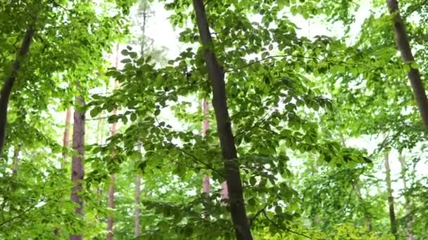 Tropical Green Forest Landscape Deciduous Plants Trees Woods Daytime Static — Vídeo de Stock