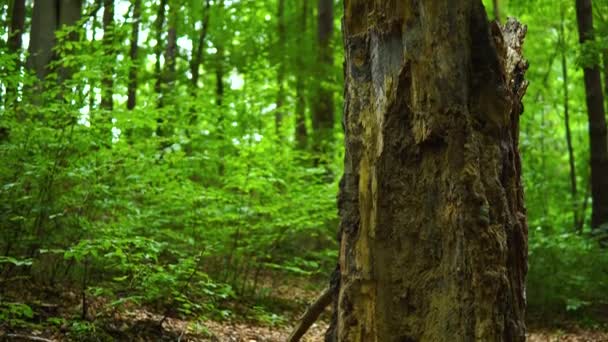 Close Trunk Part Bark Dry Died Tree Slightly Moldy Moss — Stock Video