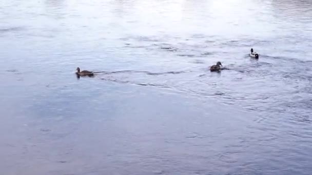 Lago Tranquilo Com Patos Mallard Nadando Belo Dia Verão Parque — Vídeo de Stock