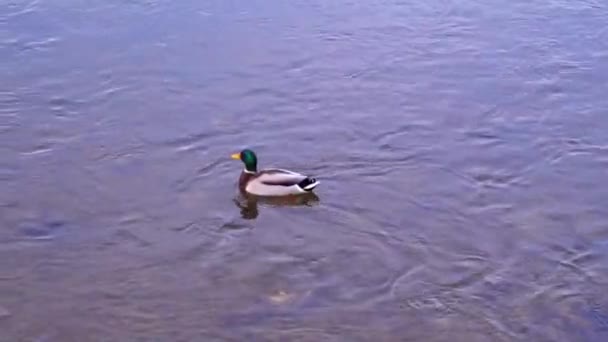 Male Mallard Duck Floating Running Water River Park Romania Static — 비디오