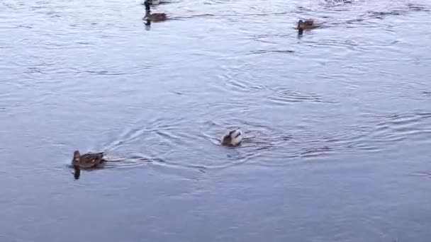 Duck Pond Female Male Mallard Ducks Swimming Feeding Shallow River — Video