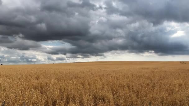 Stormy Sky Corn Field — Stockvideo
