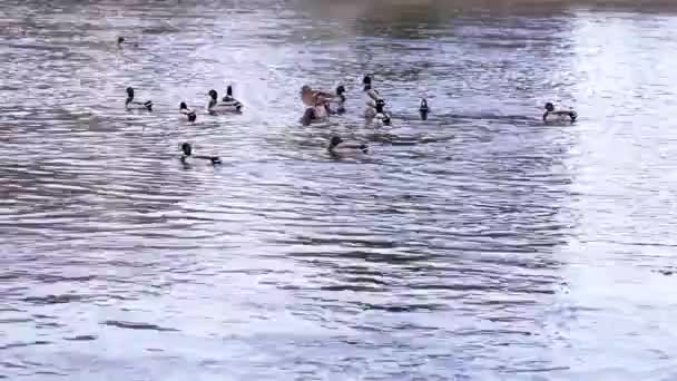 Beautiful Wild Ducks Floating Crystal Lake Water Park Romania Spring — Stockvideo