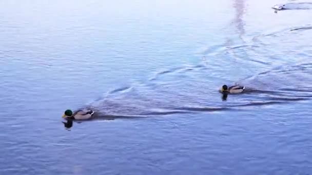 Pair Mallard Ducks Seagull Swimming Calm Water Park Romania Medium — 图库视频影像