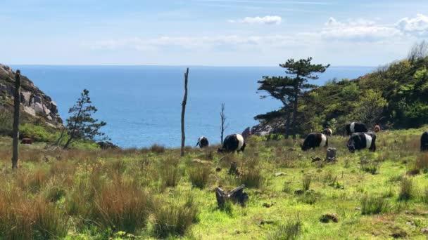 Cows Grazing Summer Field — Stockvideo