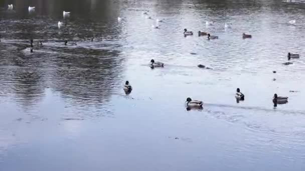 Stado Kaczek Krzyżówek Mew Pływających Nad Jeziorem Pobliżu Parku Rumunii — Wideo stockowe