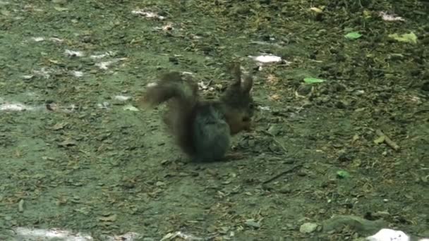 Squirell Eating Nut Ground — Stock Video