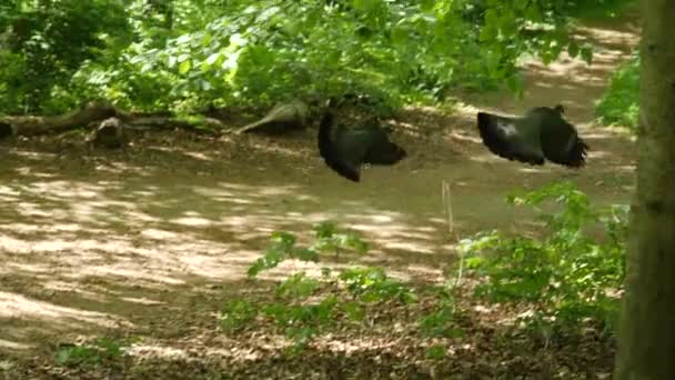 Dos Palomas Volando Bosque — Vídeo de stock