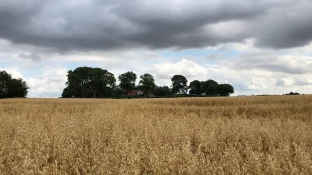 Céu Tempestuoso Acima Campo Milho — Vídeo de Stock