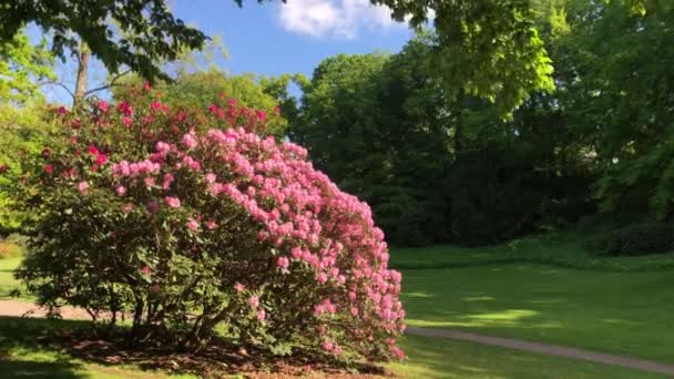 Rosa Baum Einem Grünen Park — Stockvideo