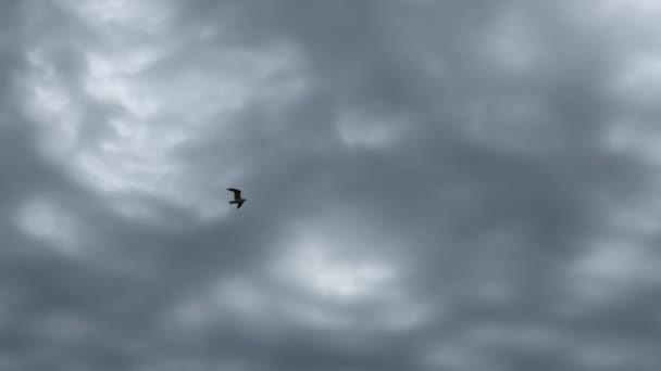 Seagul Flying Slow Motion — 图库视频影像