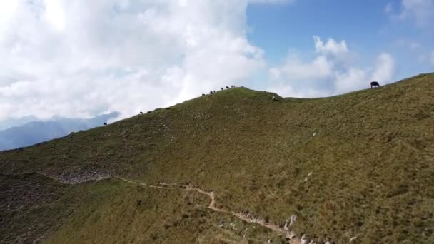 Bando Ovelhas Horizonte Prado Verde Nos Alpes Suíços Vista Drone — Vídeo de Stock