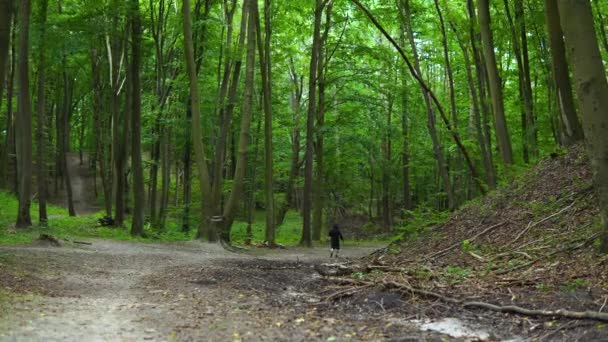 Lone Person Walks Winding Pathway Tropical Dense Forest Daytime Wide — Stok video