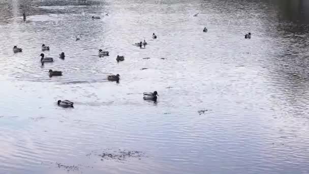 Beautiful Ducks Floating Crystal Lake Water Park Romania Spring Time — ストック動画