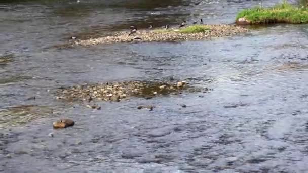 Hooded Crows Foraging Food Park Romania Wide Shot — Stok video