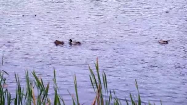 Mallard Ducks Enjoying Swimming Calm Lake Summer Wide Shot — Vídeos de Stock