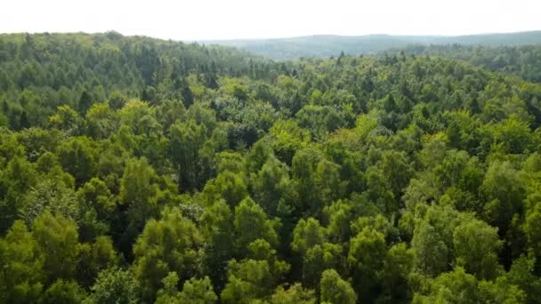 Drone Flying Dense Forest Aerial Orbit Treetops — Stock Video