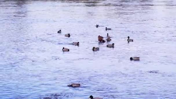 Pair Mallard Ducks Swimming Calm Water Park Romania Medium Shot — ストック動画