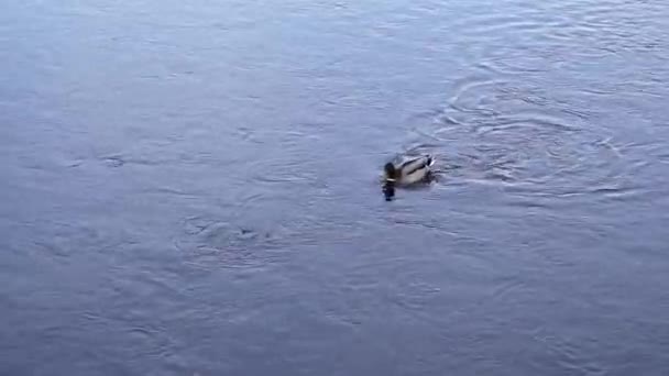 Mallard Duck Floating Running Water River Park Romania Static Shot — Stock videók