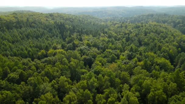 Удивительный Вид Большим Зеленым Лесом Холмистой Местности Снижение Панорамы Воздуха — стоковое видео