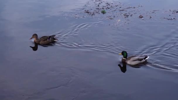 Pair Mallard Ducks Swimming Calm Water Park Romania Medium Shot — ストック動画