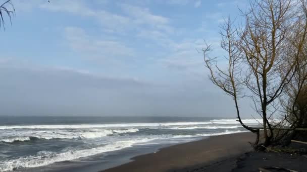 Doğa Endonezya Güne Yeni Başlıyor Ağaç Sahil Deniz Birlikte — Stok video