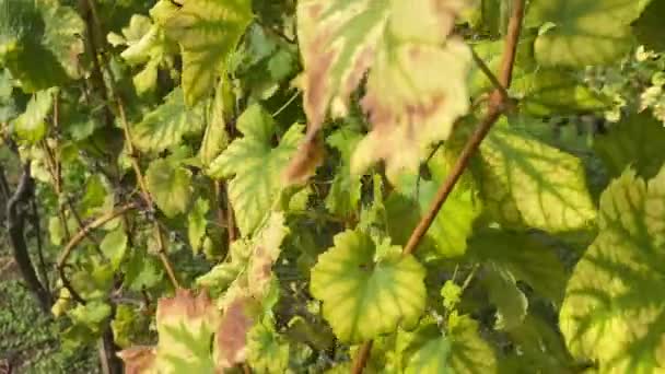 Grape Leaves Flutter Wind — стоковое видео