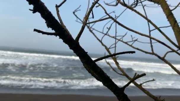 Tree Beach Sea Together Indonesia — стокове відео