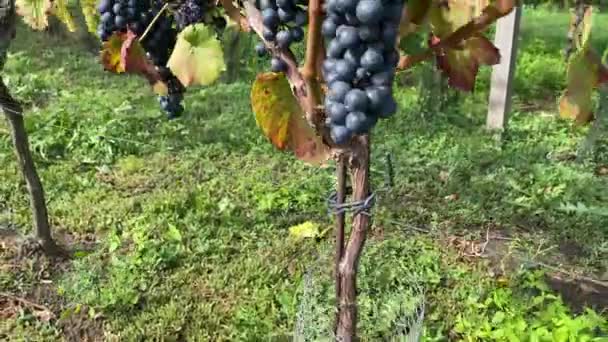 Czarne Winogrona Winnicy — Wideo stockowe