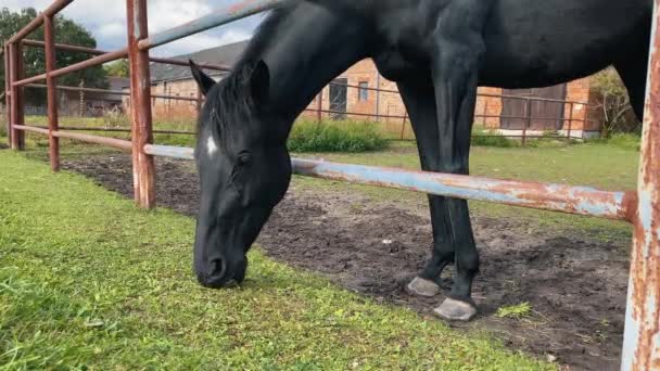 Black Horse Eating Grass Fence — Stockvideo