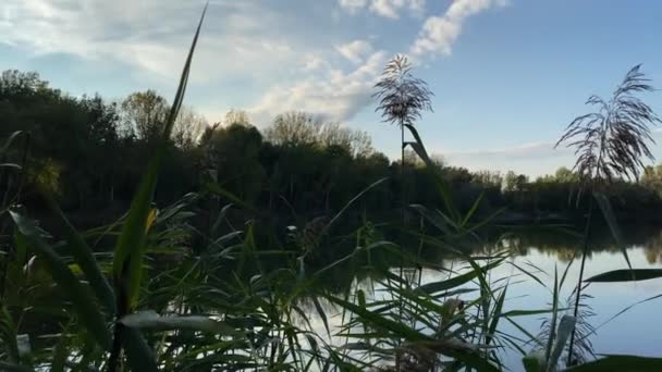 Reflective Pond Day Pan Shot — 图库视频影像