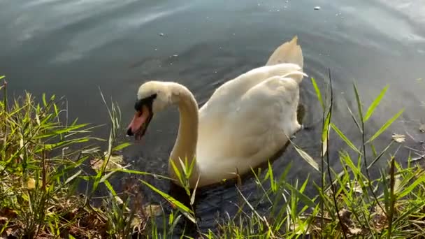 Swan Eating Plants Pond — 图库视频影像