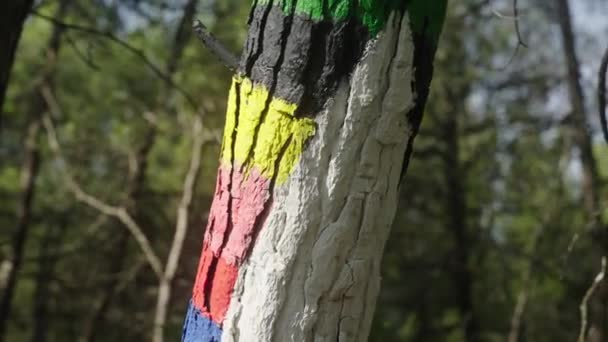 Bemalte Farbstreifen Auf Einem Baumstamm Einem Dichten Grünen Wald Orbitalschuss — Stockvideo