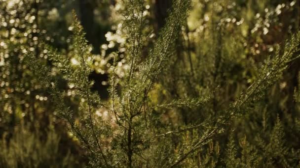 Erica Arborea Close Green Plant Forest Gently Swaying Wind Beautiful — 图库视频影像