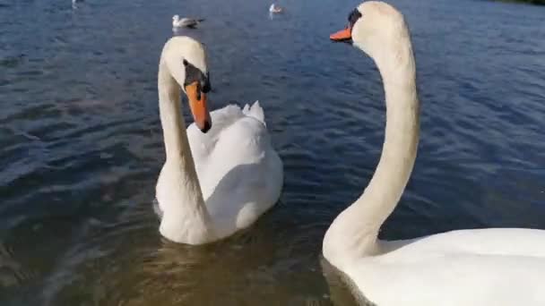 Two White Swans Swimming Lake Ducks Background — стоковое видео