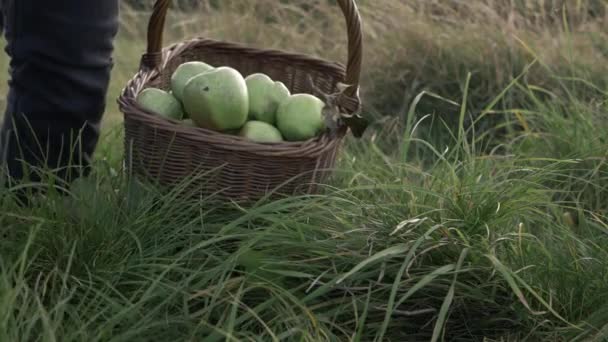 Hands Carrying Basket Apples Meadow Medium Shot — Stockvideo