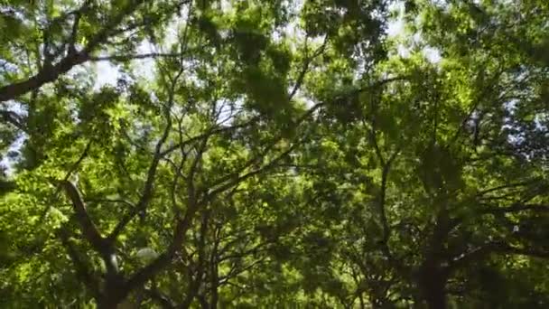 Sunlight Filtering Leaves Green Tall Trees Forward Dolly — Vídeo de Stock