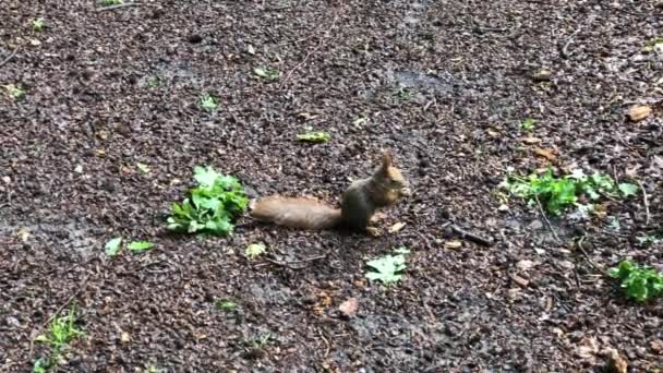 Squirel Eating Nut Ground — Stockvideo