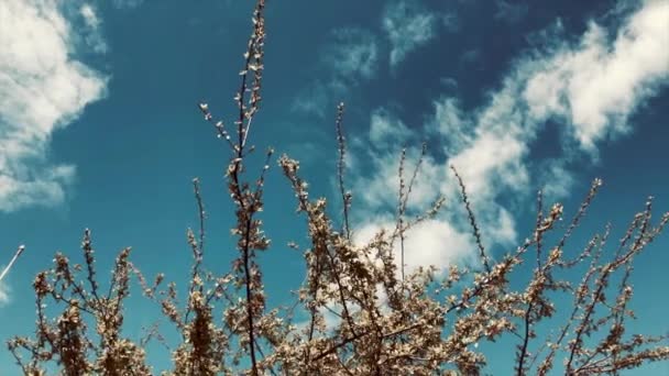 Pink Branches Wind — Vídeo de Stock