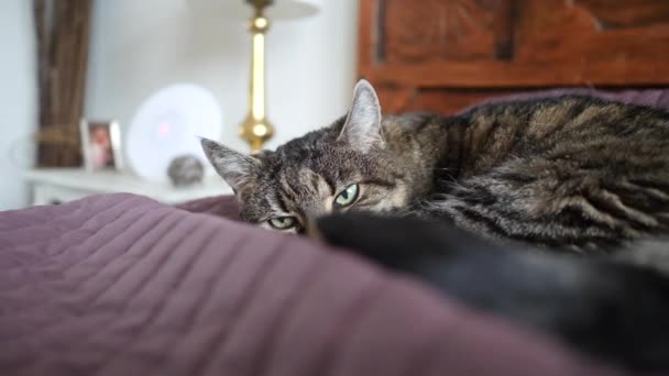 Cats Eyes Always Watching While Sleeping — Stock videók