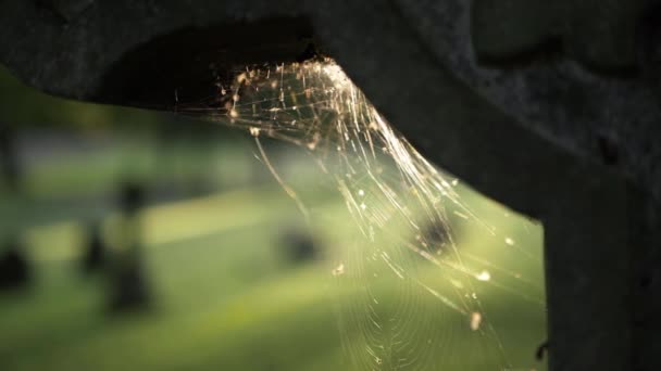 Cobweb Old Stone Headstone Graveyard Background Close Panning Shot — Vídeo de Stock