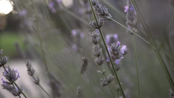 Lavendel Bloemen Plant Close Zoom Schot — Stockvideo